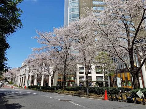 赤坂 モーニング：都市の静けさと喧騒の狭間で