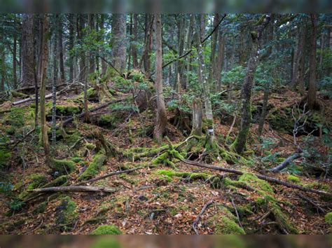  Aokigahara: ภูเขาป่าที่เฝ้าลับความรักและความตายด้วยสายตาอันสงบนิ่ง!