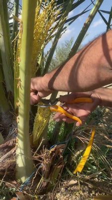  The Magic Date Palm:  Unlocking the Secrets of Egyptian Hospitality and the Power of Patience!