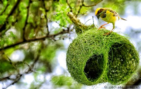  The Wonderful Weaver Bird! A Look into the Fabric of Yoruba Tradition